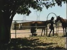 Horse Thief Caught and Trained as Pony Girl