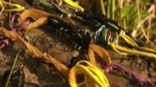 Queensnake.com - Puppy Tanita Outdoors