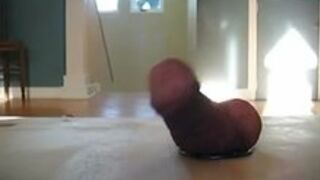 Cock torment at home
