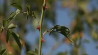 Queensnake.com - Crimson Thorns 1