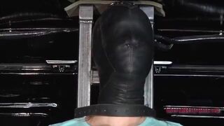 Calico Hooded and Tormented