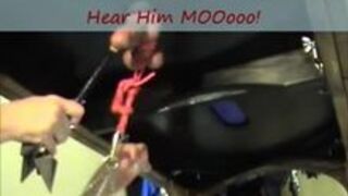 CBT Milking - Ms Sadie