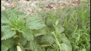 Humiliated and ball tormentd