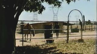 Devonshire Productions 8 - The Horse Thief