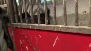 Ponyboy Outdoors Training