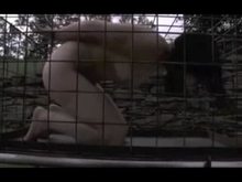 Caged - Extreme BDSM outdoors