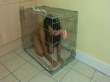 Caged pet chick training