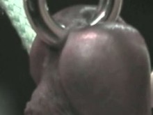 CBT with Steel Cock Ring and piercing 